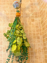 Load image into Gallery viewer, Waterfall Eucalyptus Shower Bundle (Large)