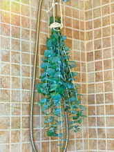 Load image into Gallery viewer, (High Maintenance) Eucalyptus Shower Bundle