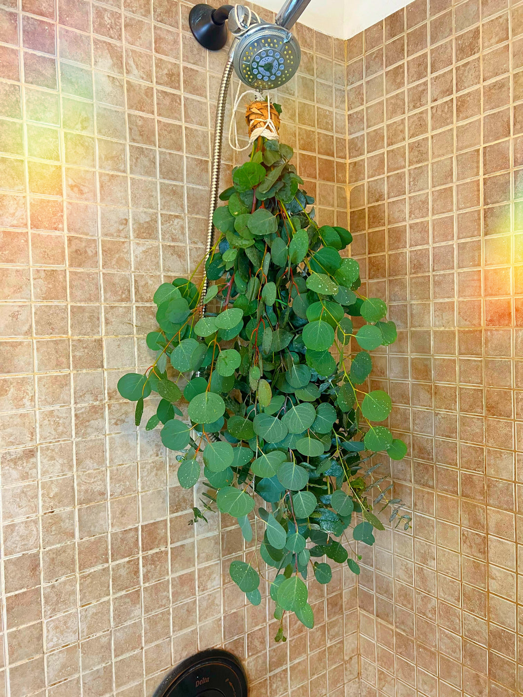 Waterfall Eucalyptus Shower Bundle (Large)